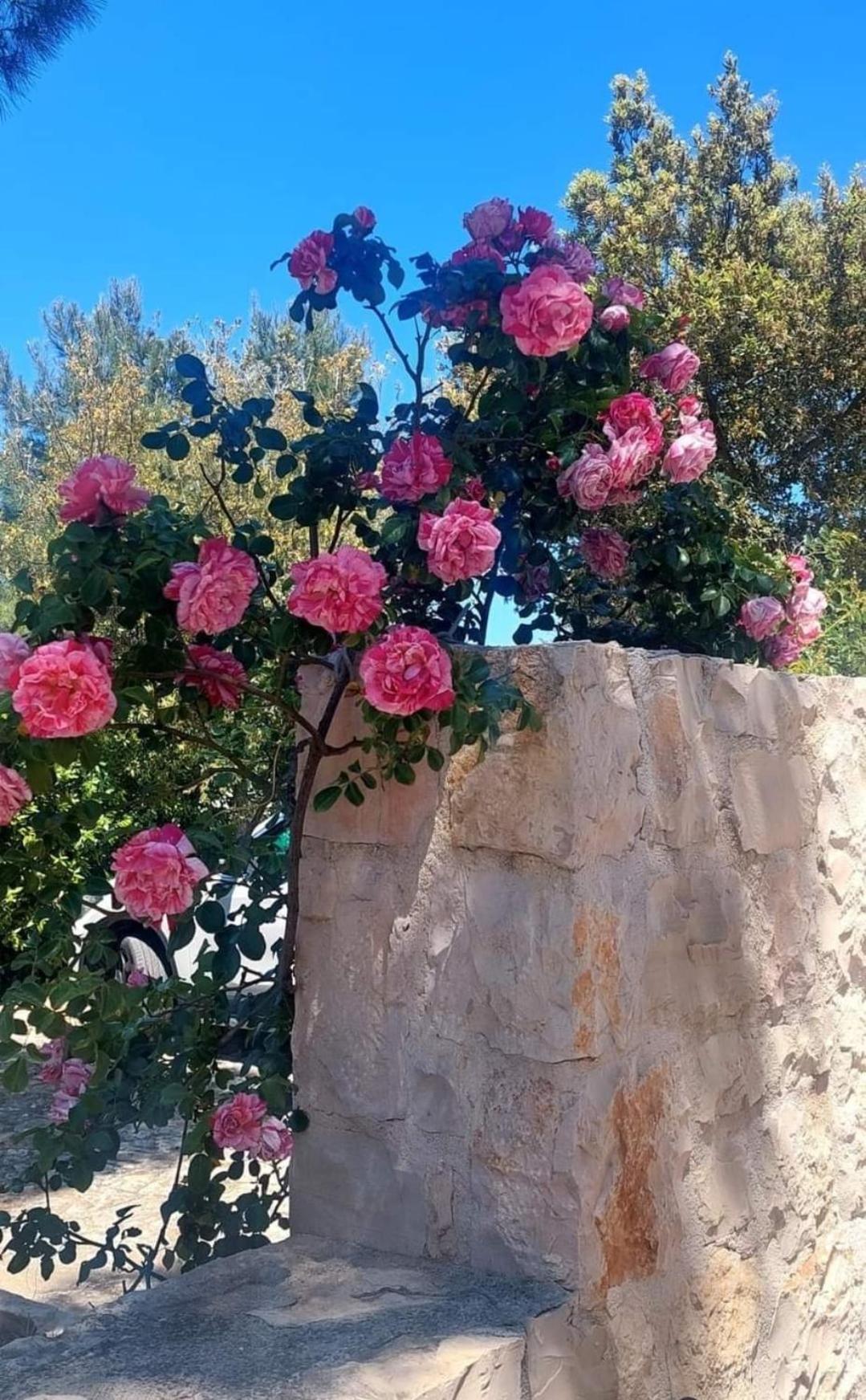 Il Trullo Delle Rose, Monopoli By Il Pumo Di Puglia Villa Cozzana Exterior photo
